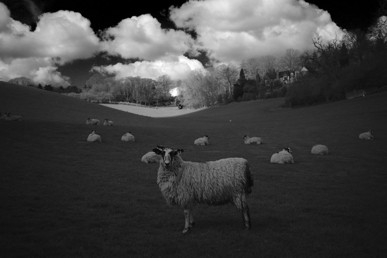 Black and white landscape of fields with sheep and dramatic cloudy skies