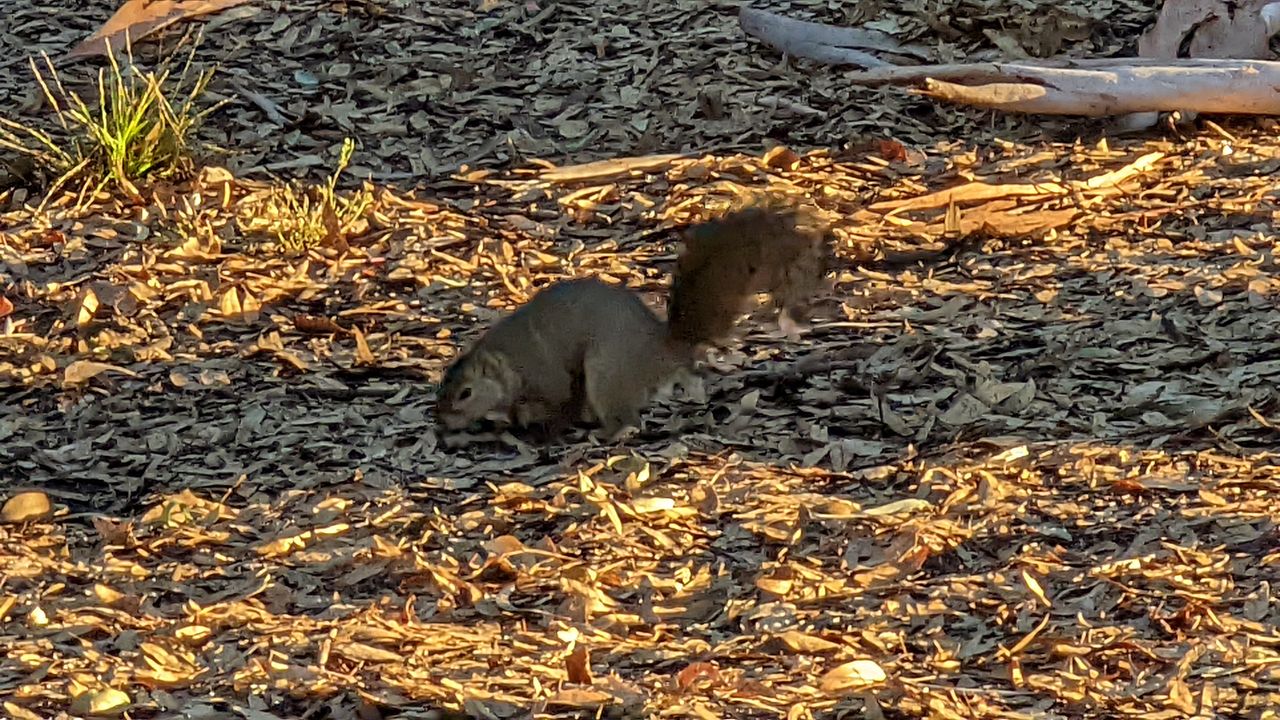 Google Pixel 6 Pro camera samples