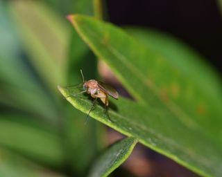 how to get rid of gnats - a fungus gnat - GettyImages-1190219661
