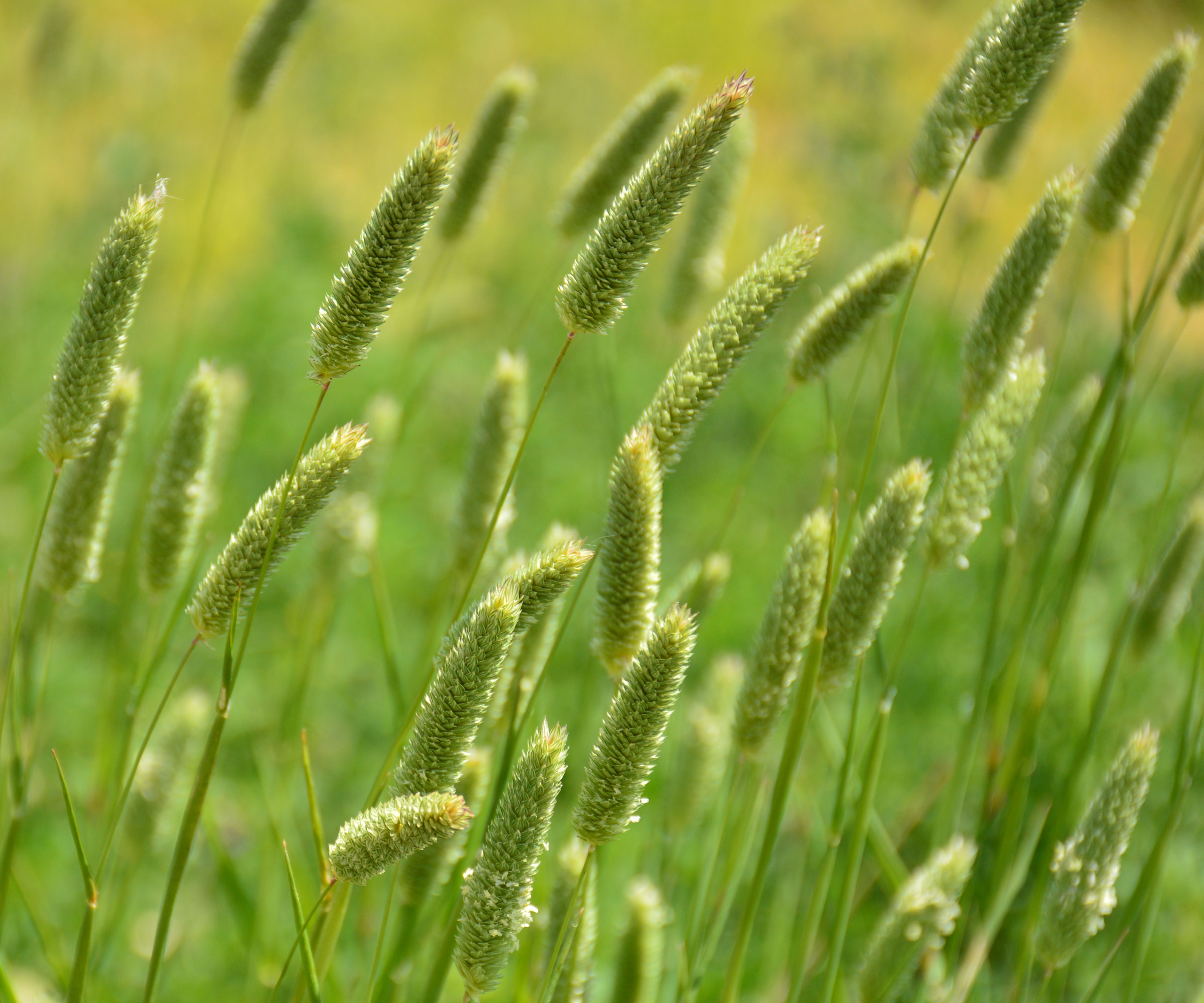 canary seed grass in garden