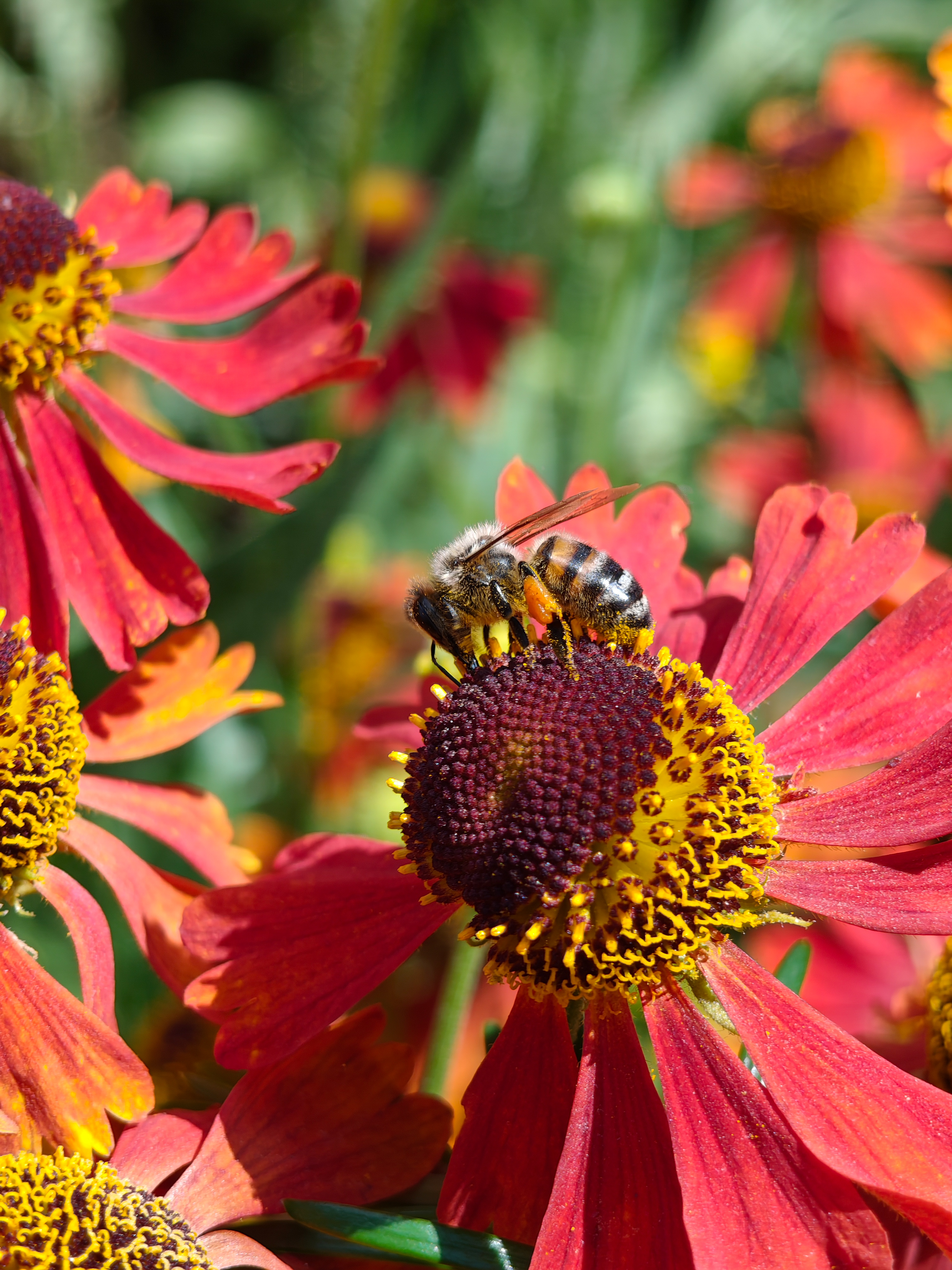 Close-up of a bee on a bright yellow and pink flower