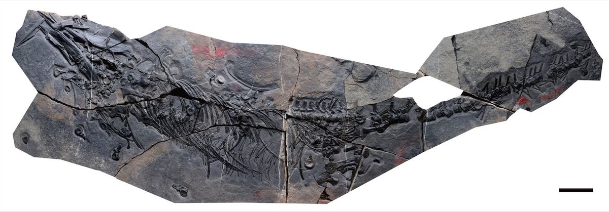 thalattosaur fossil