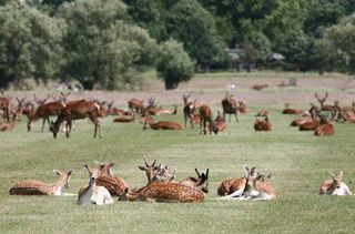 Deer Richmond Park_credit_Giles Barn
