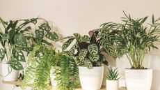 Shelf of houseplants with calathea in the center