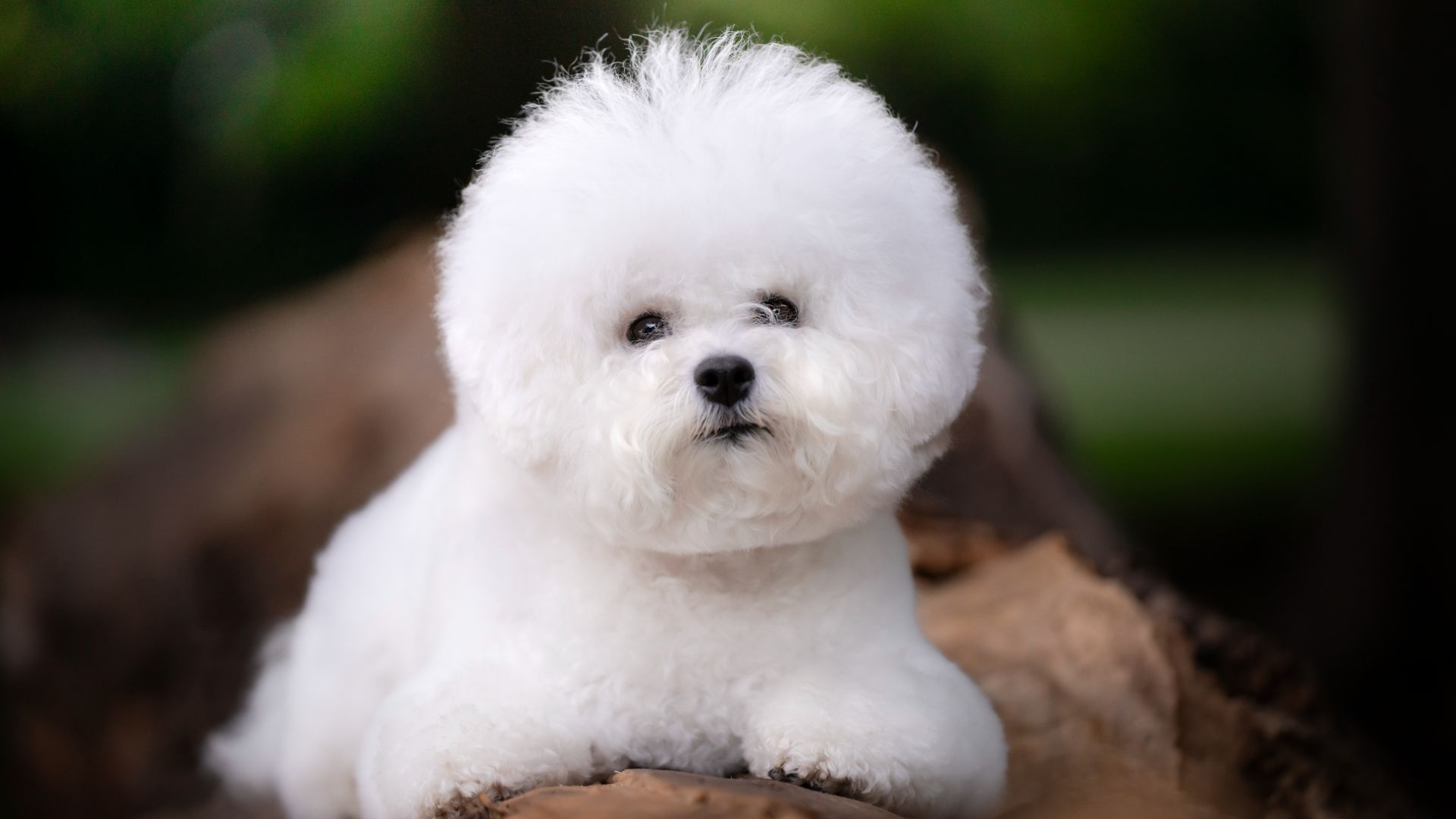 white fluffy dog with a coiffed hairdo