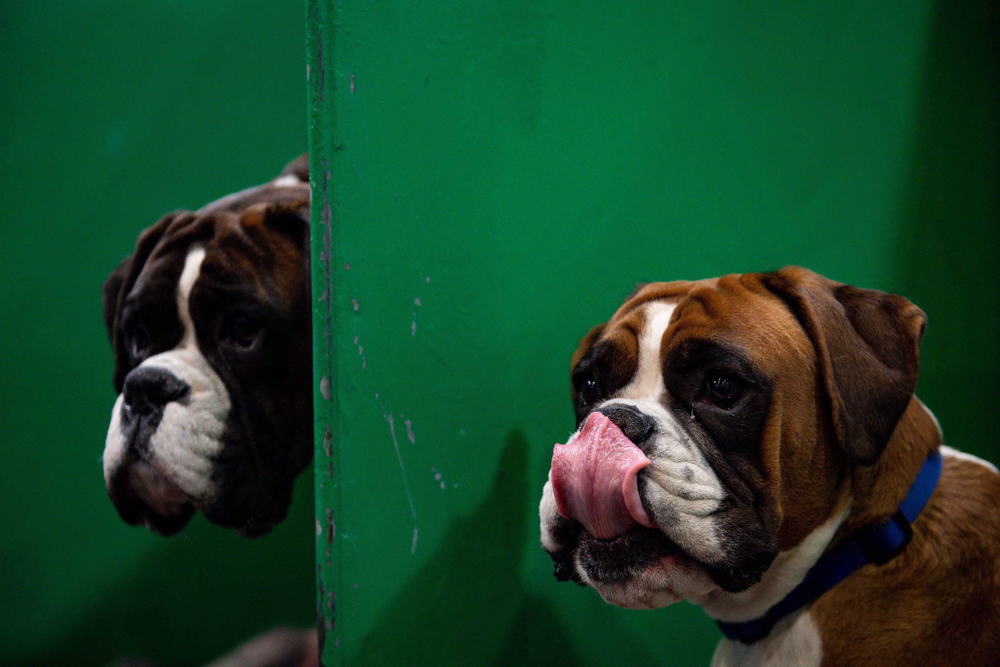 Boxer dogs at different ages, including curious adults peering from behind a partition, a puppy in long grass and an athletic adult standing alert in a field. (157 characters)