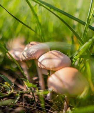 Mushrooms growing on a lawn