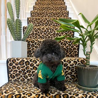 Leopard print flooring on stairs, dog wearing jumper