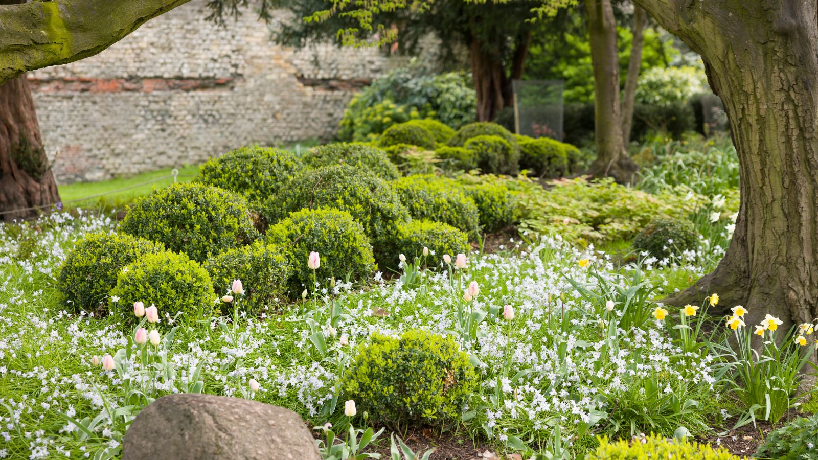 Tulip, daffodil and Ipheion uniflorum bulbs, plants growing in a landscaped garden. 