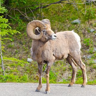 The argali (Ovis ammon) is the largest sheep, weighing up to 408 lbs. (185 kg).