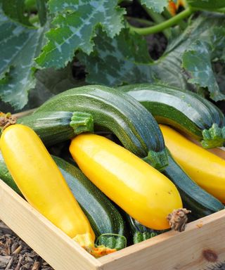 freshly picked courgette 'All Green Bush' and yellow 'Soleil' varieties in a wooden tray in summer