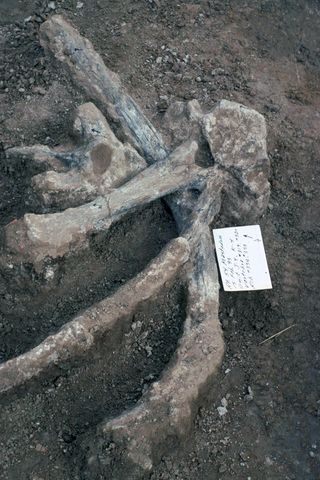 The researchers found these unbroken mastodon ribs and vertebrae, including one vertebra that had a large neural spine, also called a spinous process.