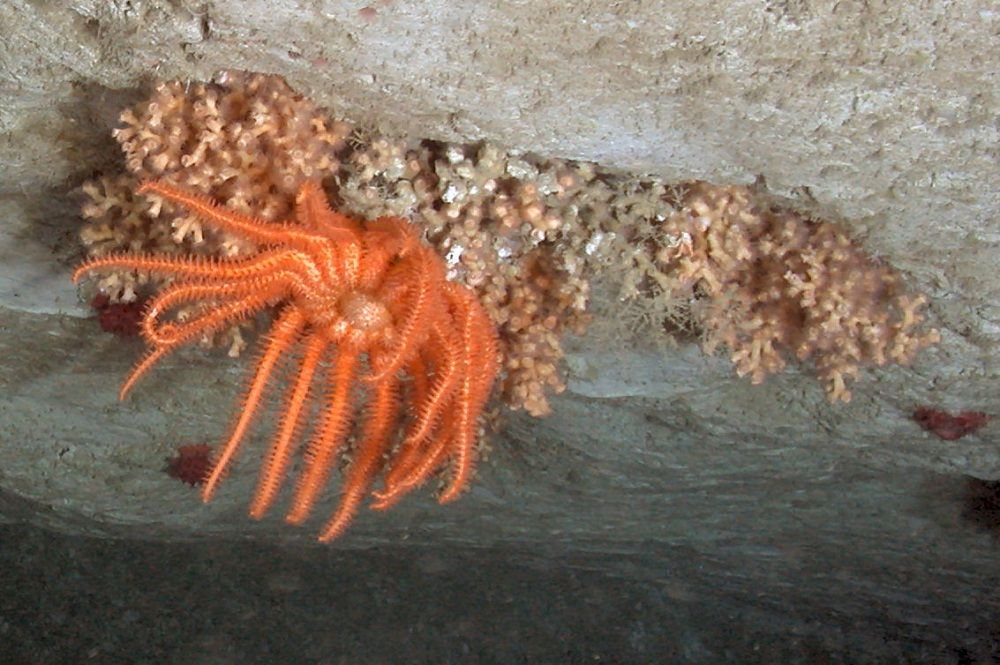 deep sea corals