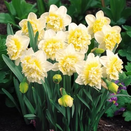 Carbeth Plants 20 X Daffodil Ice King Spring Bulbs - Cream &amp;amp; Yellow Double Petalled Narcissus Flowering Perennials - Uk Hardy &amp;amp; Pollinator Friendly - Ideal for Growing in Beds, Borders or Patio Pots