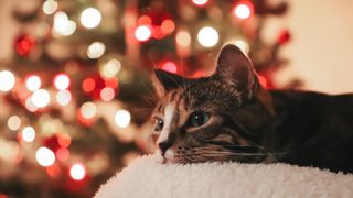 A cat with fairy lights in the background