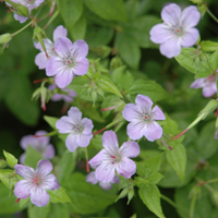 Geranium nodosum at Waitrose Garden&nbsp;