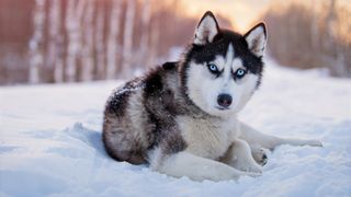 Siberian Husky