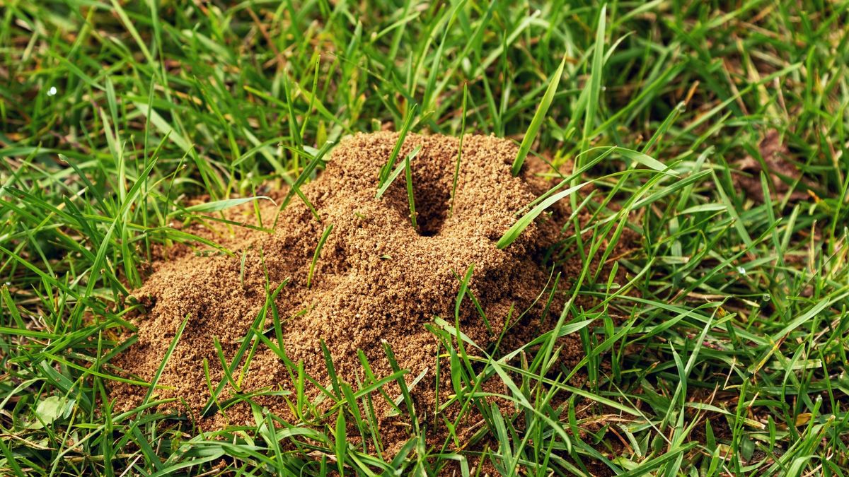 5 Easy, Natural Ways to Get Rid of Ant Hills in Your Yard and Garden