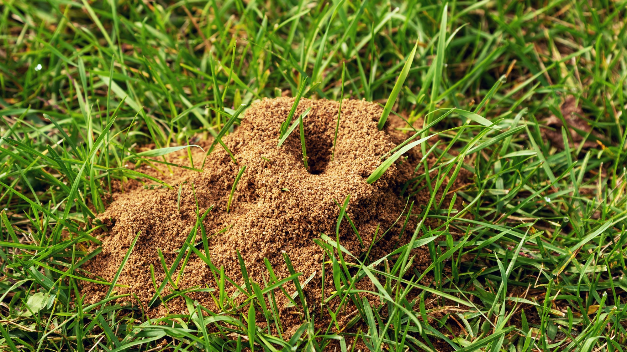 Ant hill in grassy lawn