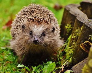 Wildlife garden with hedgehogs