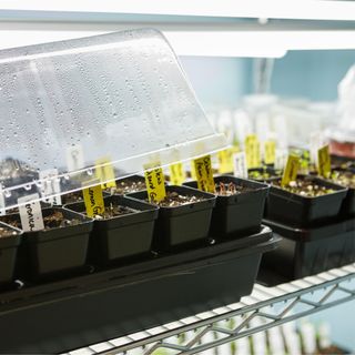 Labelled seedlings in lidded propagator tray