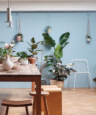 Blue dining room with table and benches, blue wall with hanging plants,