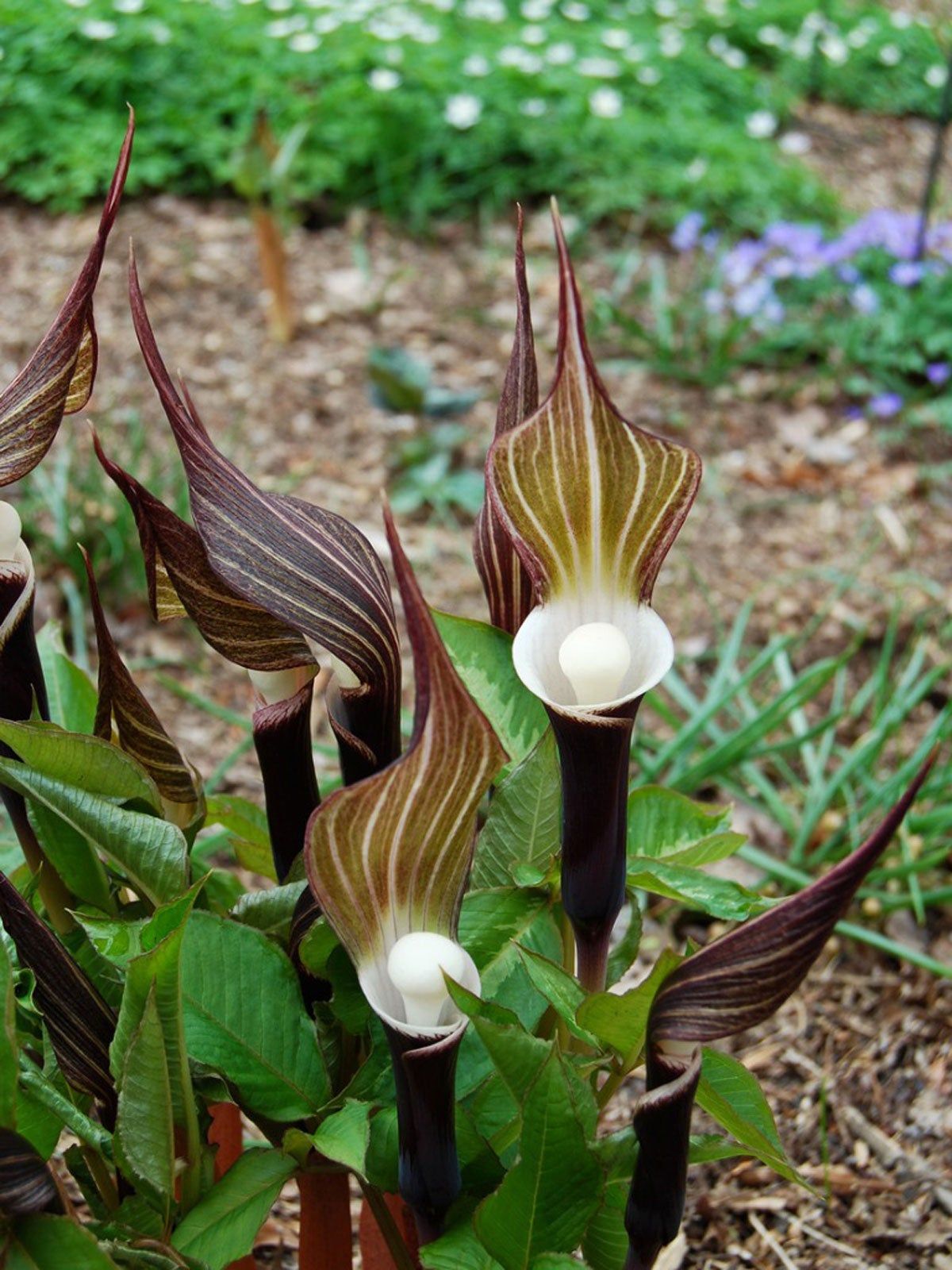 Plants In A Garden