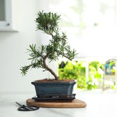 bonsai rosemary plant on kitchen counter