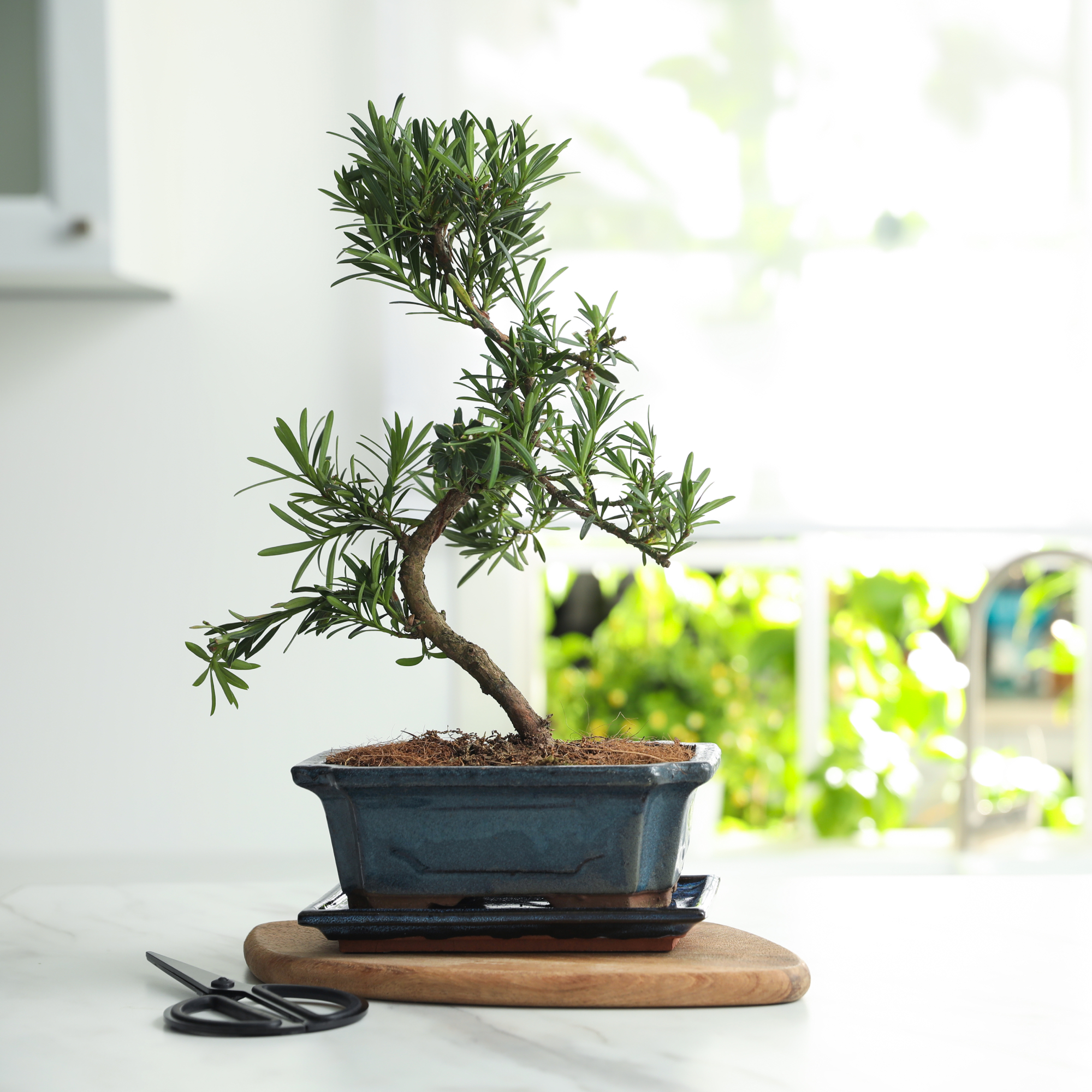 bonsai rosemary plant on kitchen counter