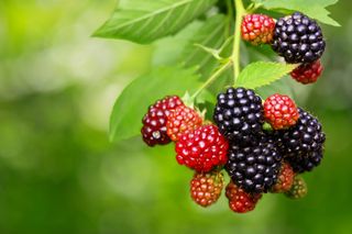 blackberries growing on a bush