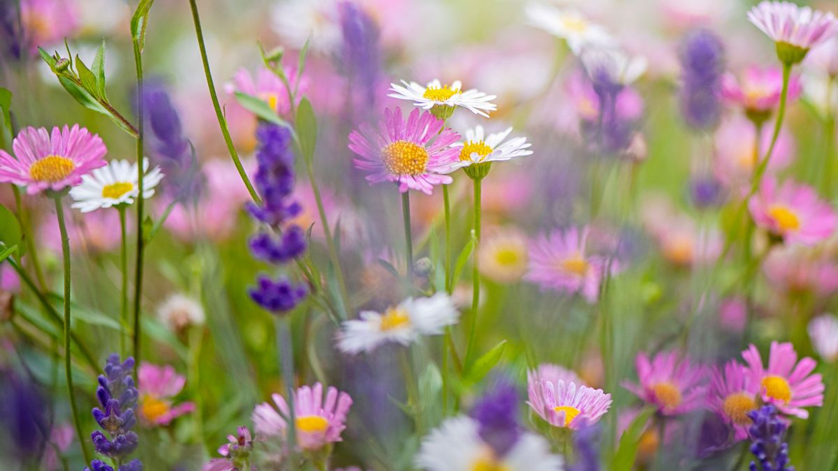 These 5 Cottage Garden Flowers May Look Delicate – But They Thrive in Extreme Summer Conditions
