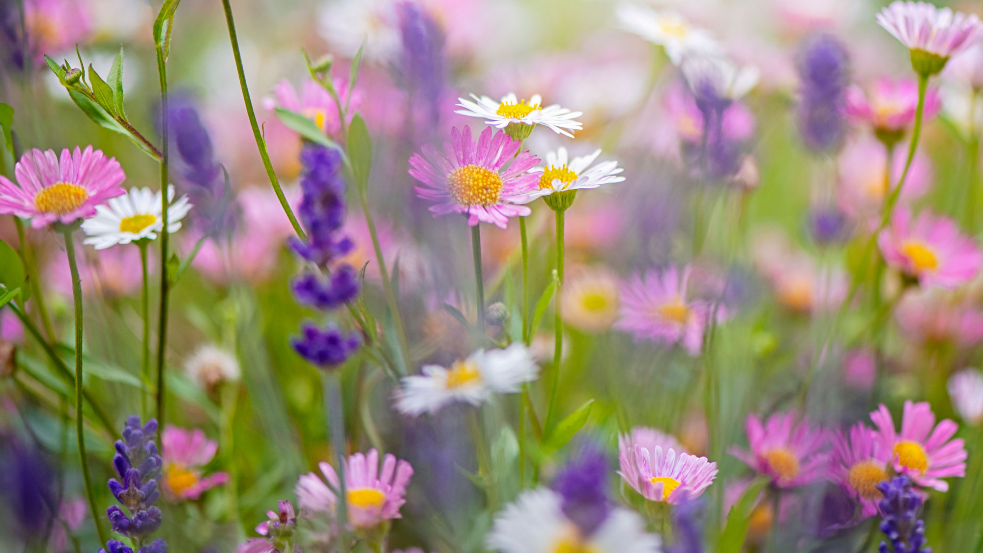 Mexican fleabane and purple salvia in cottage garden border