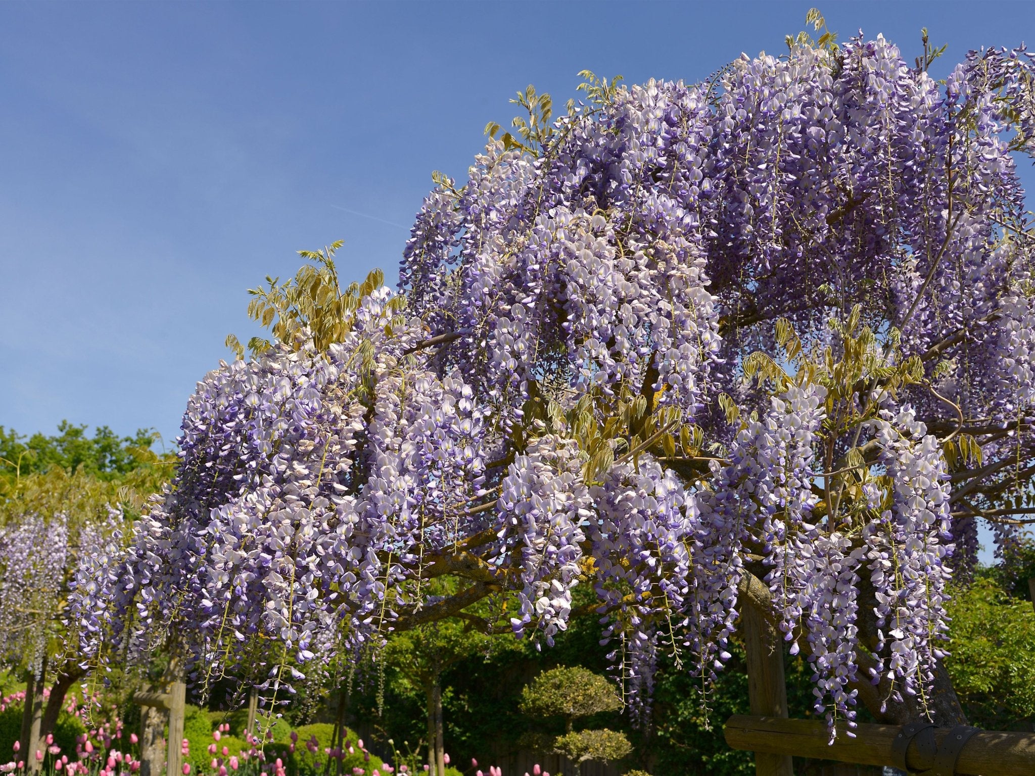 Blue Chinese Wisteria Tree