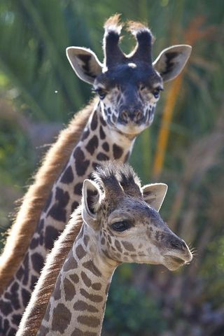 giraffe-calf-111014-02