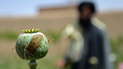Taliban security forces destroy a poppy plantation, Kandahar province, April 2023