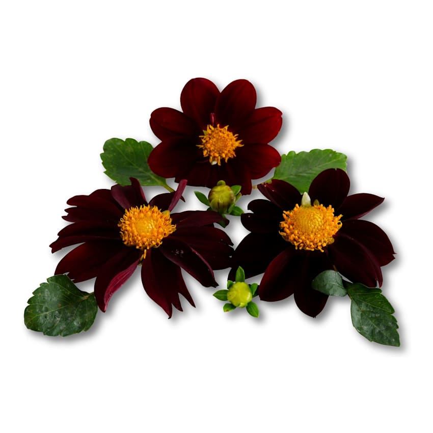 Dahlia Seeds, Black Beauty