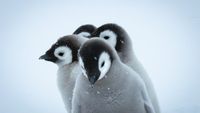 Penguin chicks 