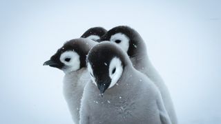 Penguin chicks