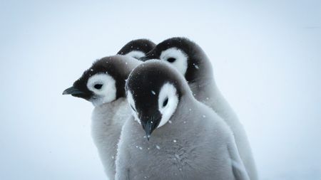 Penguin chicks 
