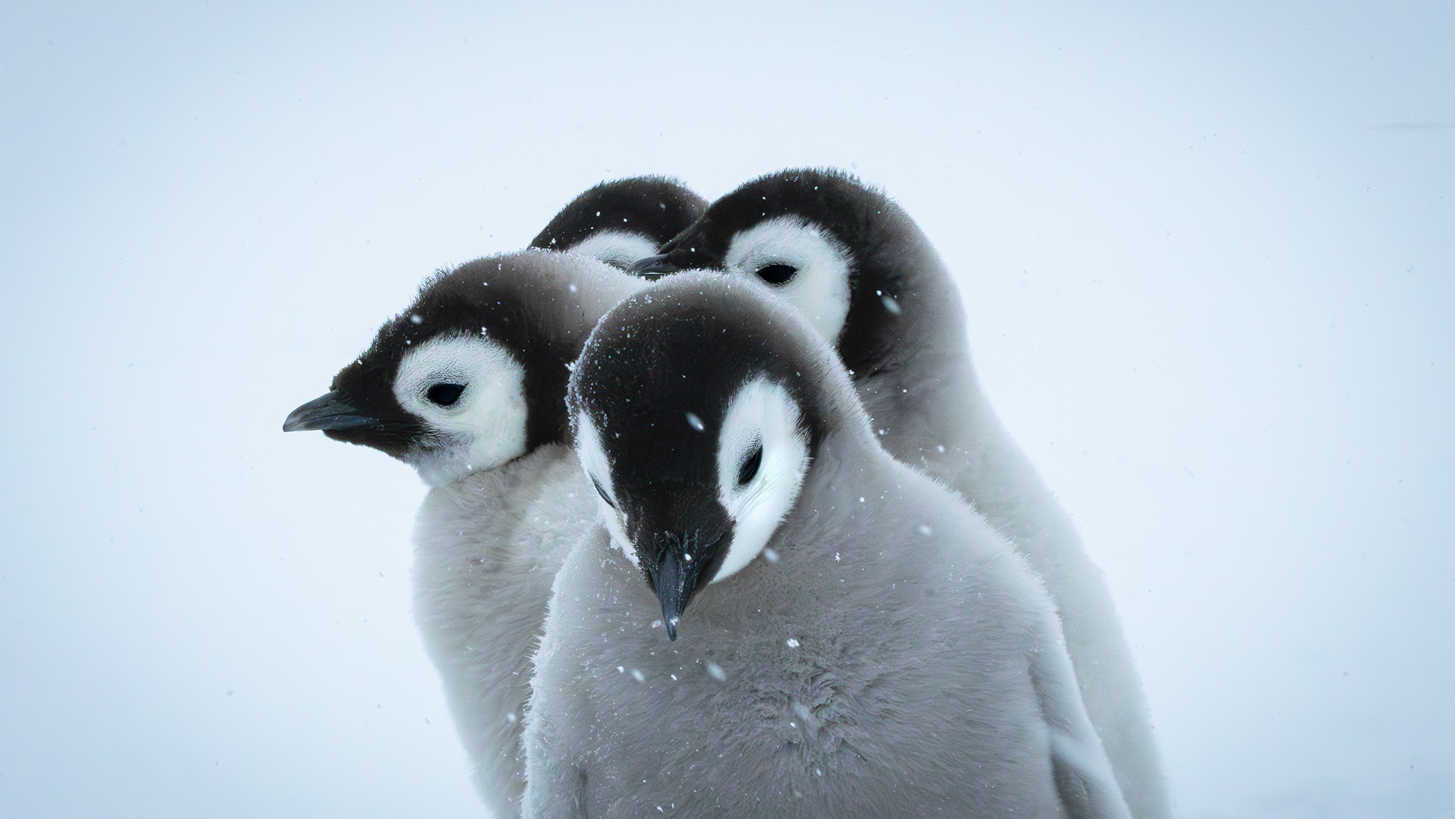 Penguin chicks