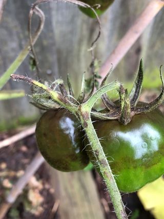 tomato affected by blight