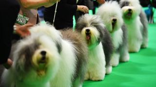 A row of Old English Sheepdogs are judged on day 3 of the Crufts dog show