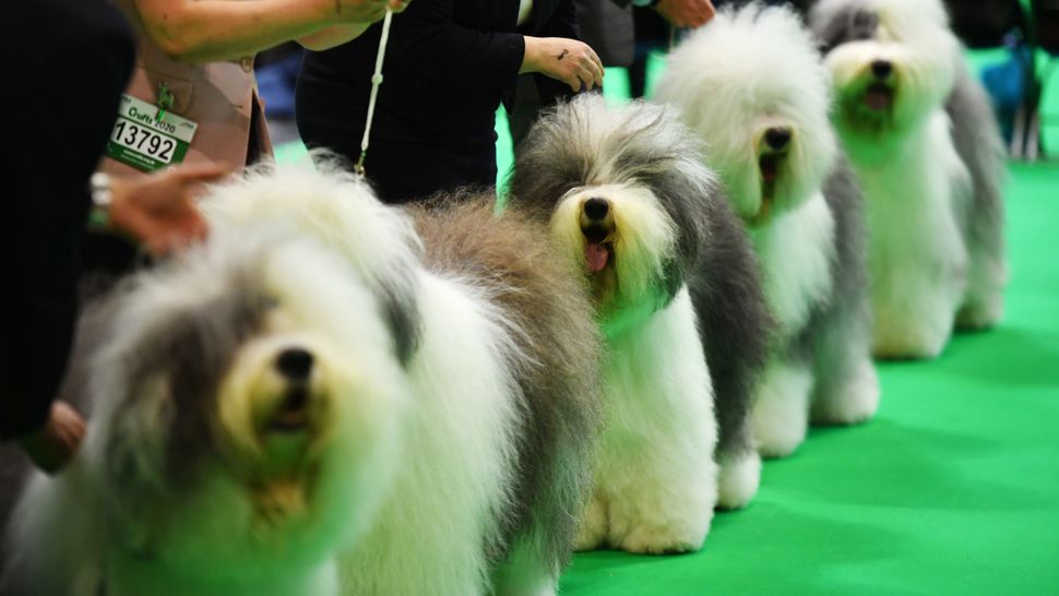 Crufts 2022 live stream how to watch online and on TV, Best in Show, Flyball final TechRadar