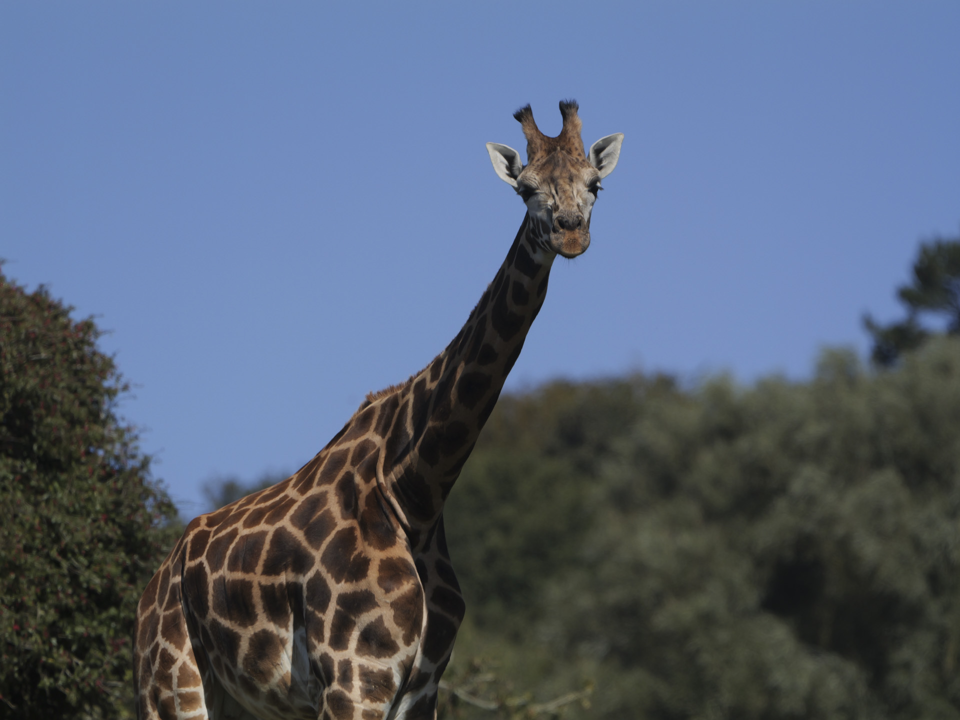 Giraffe in bright sunlight, shot with Lumix G9 II and 200mm F2.8 lens