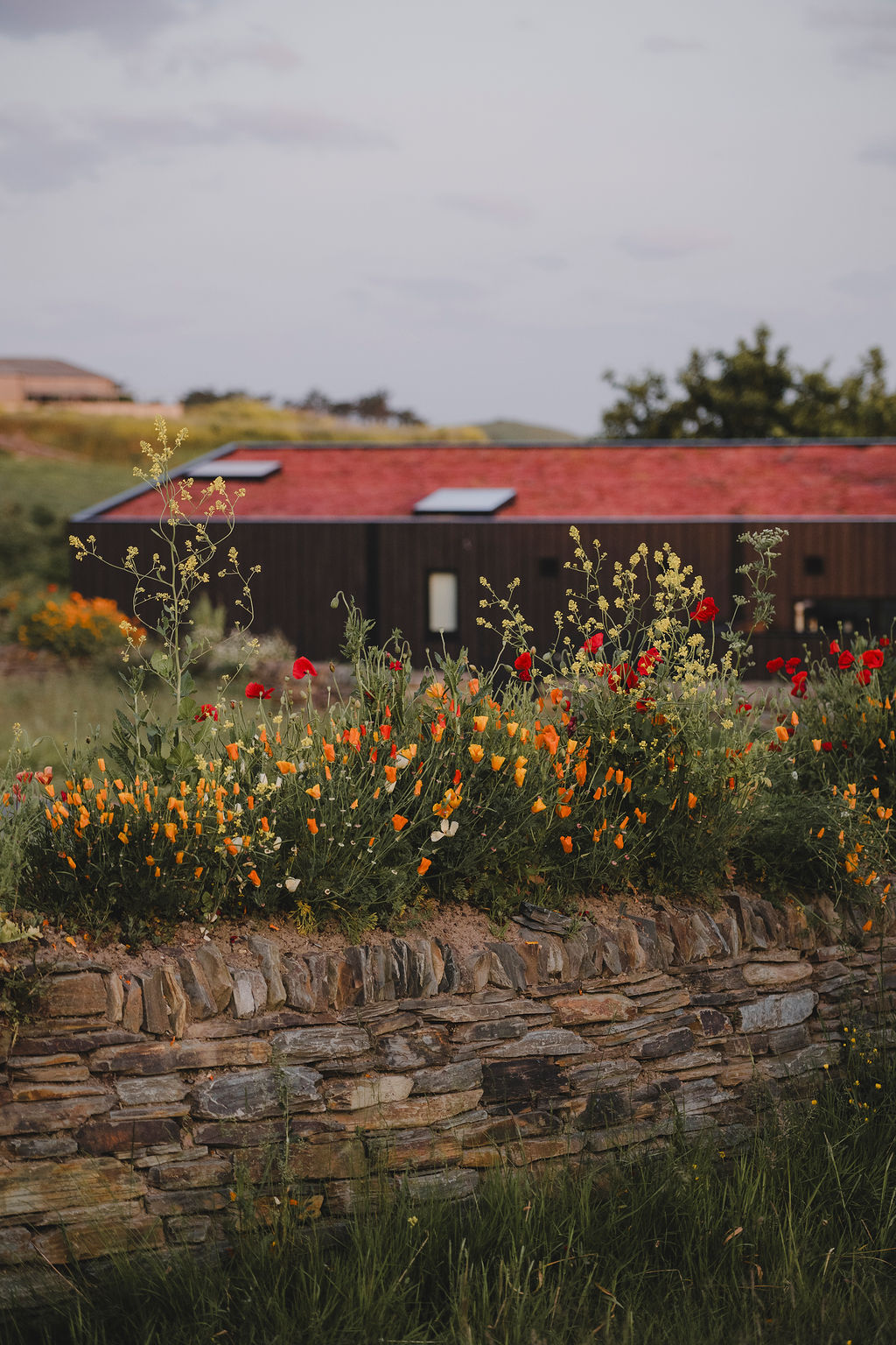 Cornish eco-cabin site by Darren Hawkes, leafy flowering meadow