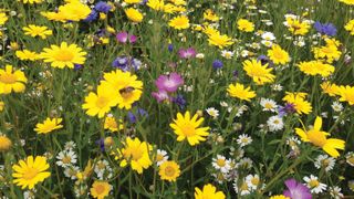 Bees in wildflower meadow