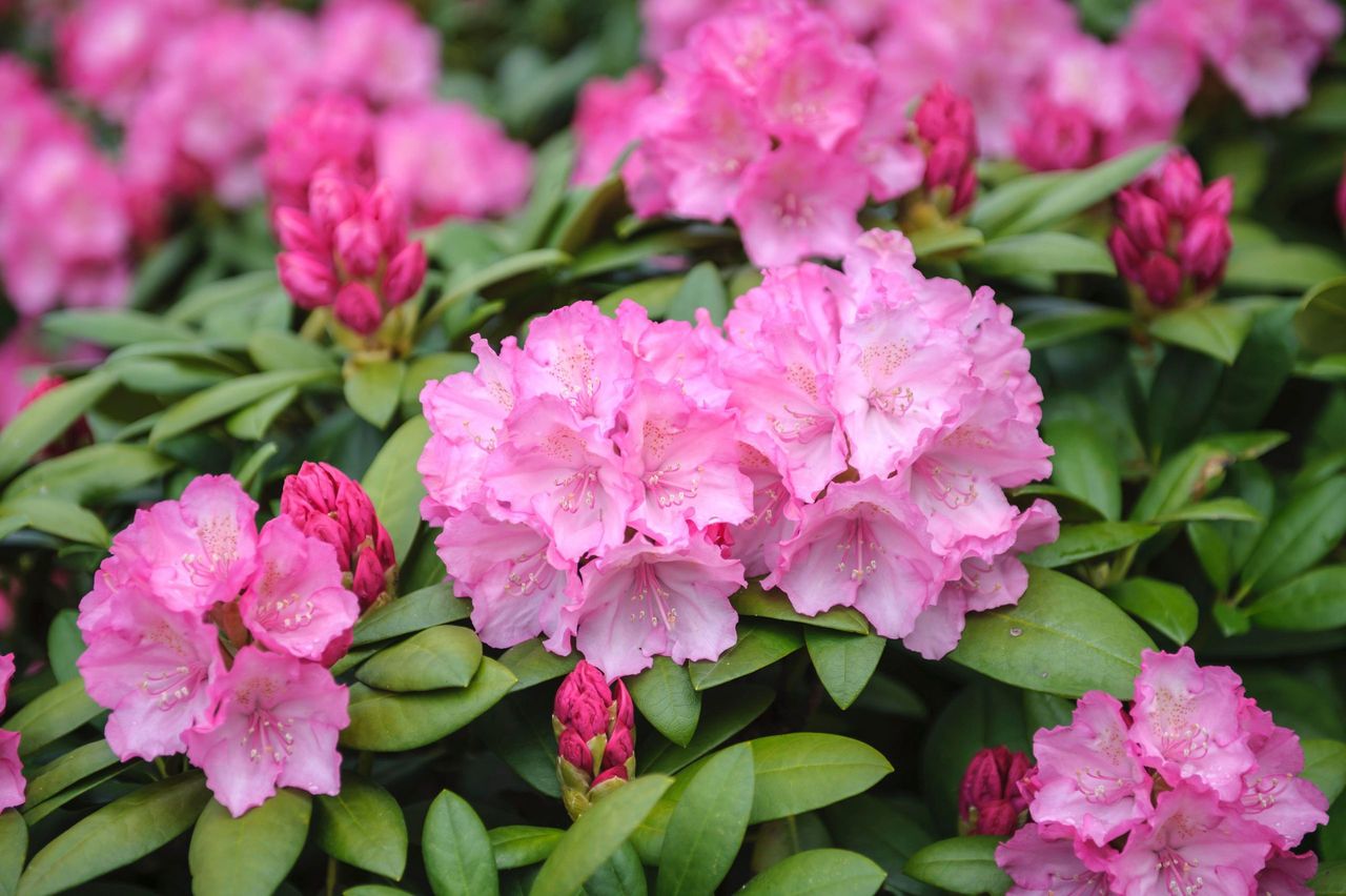 Rhododendron ‘Hachmann’s Polaris’ is one of several hardy, lime-tolerant Inkarho varieties to receive an RHS Award of Garden Merit.