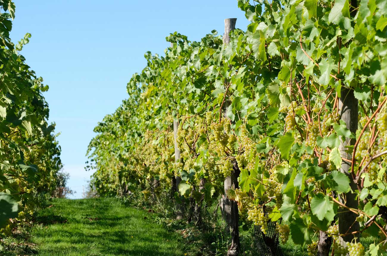 Orion grapes growing in a vineyard in Surrey, UK.