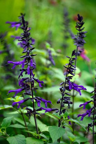 purple salvia amistad for tropical planting
