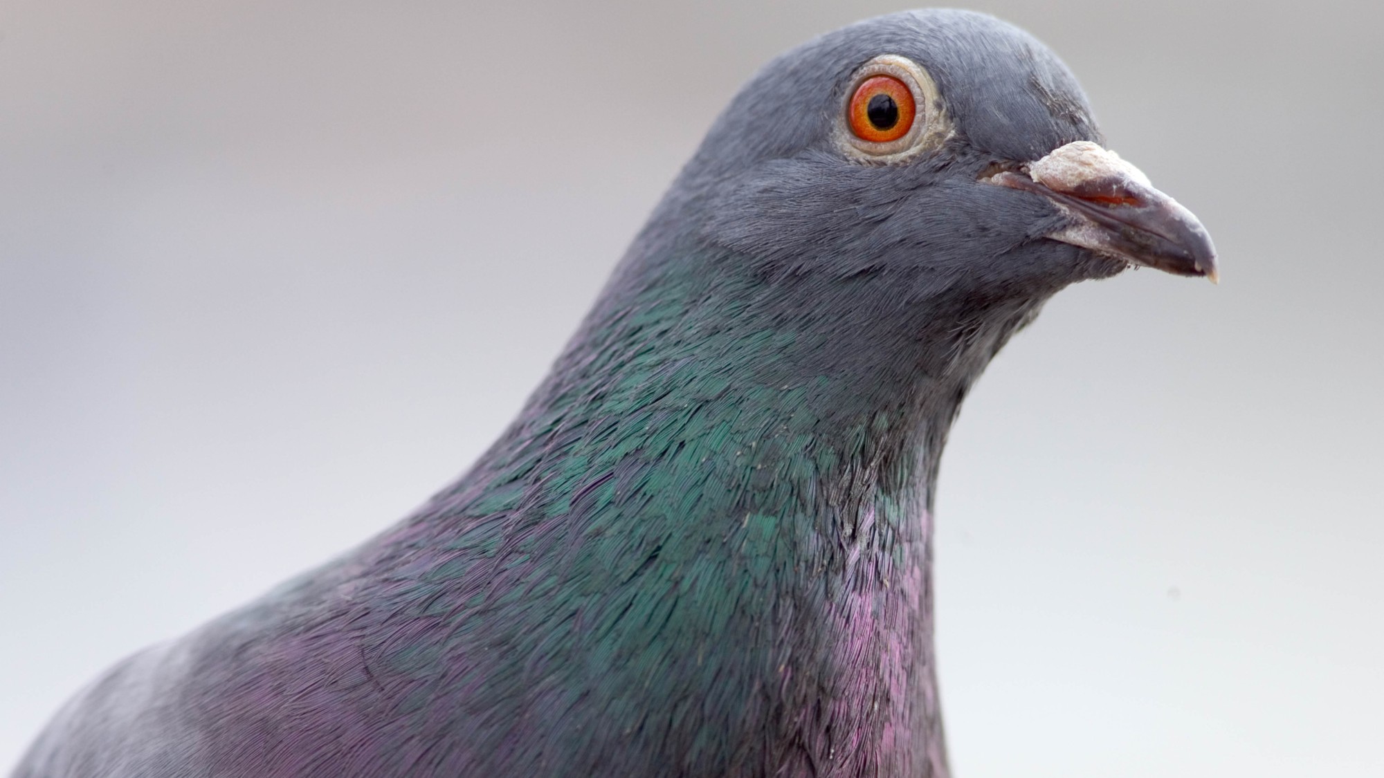 Pigeon